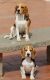 Beagle Puppies