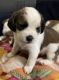 Beagle Puppies for sale in Sector 137, Noida, Uttar Pradesh 201305, India. price: 22000 INR