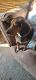 Beagle Puppies for sale in Kingsport, TN, USA. price: NA