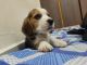 Beagle Puppies for sale in Devanahalli, Southegowdanahalli, Karnataka 562110, India. price: 30000 INR