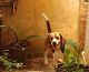 Beagle Puppies for sale in Puducherry, India. price: NA