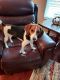 Beagle Puppies for sale in Awendaw, SC 29429, USA. price: $500