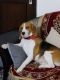 Beagle Puppies for sale in Deoli Rd, Pocket A, Duggal Colony, Khanpur, New Delhi, Delhi 110062, India. price: NA