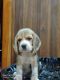 Beagle Puppies for sale in Davanagere, Karnataka, India. price: 12500 INR
