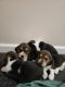 Beagle Puppies for sale in Dover, PA 17315, USA. price: $700