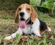 Beagle Puppies for sale in Perumbavoor, Kerala, India. price: 50000 INR