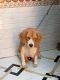 Beagle Puppies for sale in Hill Top Colony Rd, Hill Top Colony, Khairtabad, Hyderabad, Telangana 500004, India. price: 35000 INR