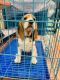 Beagle Puppies for sale in Iskcon Rd, Ward 40, Siliguri, West Bengal, India. price: 20000 INR