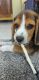 Beagle Puppies for sale in Hyderabad, Telangana, India. price: 17500 INR