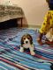 Beagle Puppies for sale in Esther Enclave Layout, Bengaluru, Karnataka 560016, India. price: 18000 INR