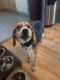 Beagle Puppies for sale in Lebanon, PA, USA. price: $300