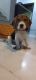 Beagle Puppies for sale in Moula Ali, Secunderabad, Telangana, India. price: NA