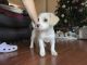 Beagle Puppies for sale in Manassas, VA, USA. price: NA