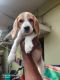 Beagle Puppies for sale in Kakinada, Andhra Pradesh, India. price: 15 INR