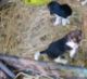 Beagle Puppies for sale in VA-151, Virginia, USA. price: $400
