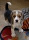 Beagle Puppies for sale in Indore, Madhya Pradesh, India. price: 18000 INR