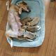 Beagle Puppies for sale in Cocoa, FL, USA. price: $800