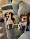 Beagle Puppies for sale in Cumming, GA, USA. price: NA