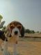 Beagle Puppies for sale in New Delhi, Delhi, India. price: 15000 INR