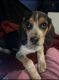 Beagle Puppies for sale in Springfield, OH, USA. price: NA