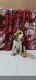 Beagle Puppies for sale in Pimpri-Chinchwad, Maharashtra, India. price: 25000 INR