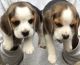 Beagle Puppies for sale in Pataudi, Haryana 122503, India. price: 7000 INR
