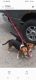 Beagle Puppies for sale in Stockbridge, MI 49285, USA. price: $300
