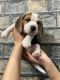 Beagle Puppies for sale in Dilshad Colony, Delhi, Uttar Pradesh 110095, India. price: 8000 INR