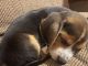 Beagle Puppies for sale in Conyers, GA, USA. price: NA