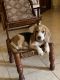 Beagle Puppies for sale in Miramar, Panaji, Goa, India. price: 30000 INR