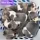 Beagle Puppies for sale in Coos Bay, OR, USA. price: $850