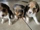 Beagle Puppies for sale in Peoria, AZ, USA. price: $3,500