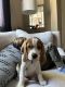 Beagle Puppies for sale in Ladera Ranch, CA, USA. price: NA