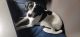 Beagle Puppies for sale in San Antonio, TX, USA. price: $250