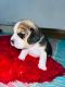 Beagle Puppies for sale in Morinda, Punjab 140101, India. price: 7500 INR