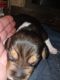 Beagle Puppies for sale in 130 Nickolas Dr, Louisburg, NC 27549, USA. price: $350