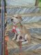 Beagle Puppies for sale in Goa 403513, India. price: 2000 INR
