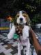 Beagle Puppies for sale in Thiruvananthapuram, Kerala, India. price: 23000 INR