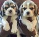 Beagle Puppies for sale in Adyar, Chennai, Tamil Nadu, India. price: 18000 INR