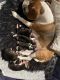 Beagle Puppies for sale in Long Beach, CA, USA. price: $1,500