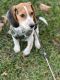 Beagle Puppies for sale in Columbia, MD, USA. price: $400