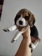 Beagle Puppies for sale in Noida Extension, Ace City Noida Extension, Sector 1, Greater Noida, Uttar Pradesh 201306, India. price: 8500 INR