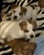 Beagle Puppies for sale in 12 Bear St, Lyons, NY 14489, USA. price: $50