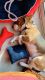 Beagle Puppies for sale in Gurugram, Haryana, India. price: 15000 INR