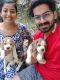Beagle Puppies for sale in Kechery, Eranellur, Kerala 680501, India. price: NA