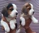Beagle Puppies for sale in Pataudi, Haryana 122503, India. price: 8000 INR