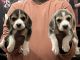 Beagle Puppies for sale in Navi Mumbai, Maharashtra, India. price: 18000 INR