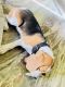 Beagle Puppies for sale in Greater Noida, Uttar Pradesh, India. price: 405 INR
