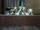 Beagle Puppies for sale in Yekkur Bridge, 9-75-2/9, Denmac Layout, Kankanady, Mangaluru, Karnataka 575007, India. price: NA
