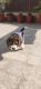 Beagle Puppies for sale in Gulmohar Avenue, Amritsar, Punjab 143001, India. price: 15000 INR